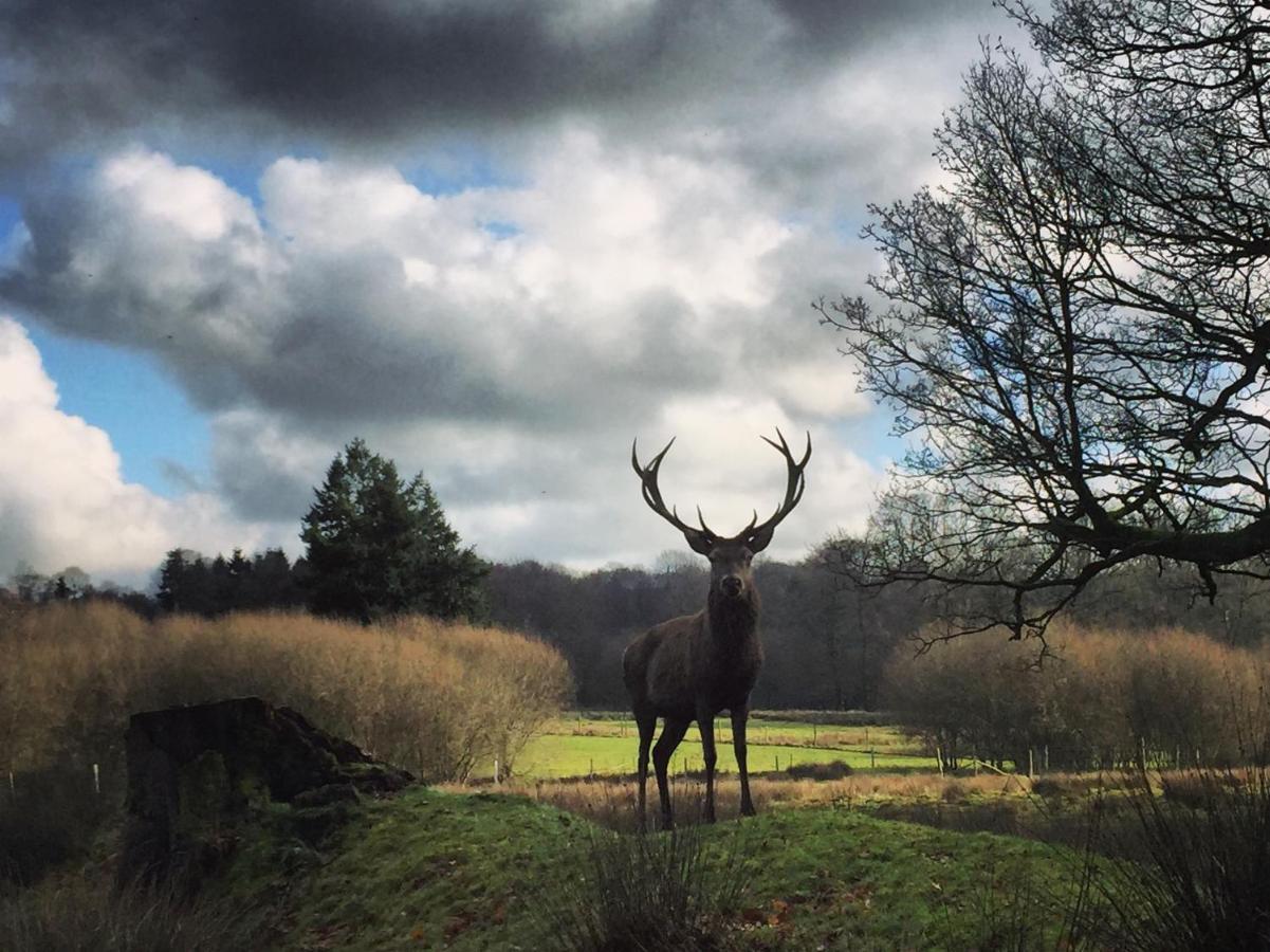 La Tiny Du Parc : Saint Symphorien Des Monts Villa Ernee ภายนอก รูปภาพ